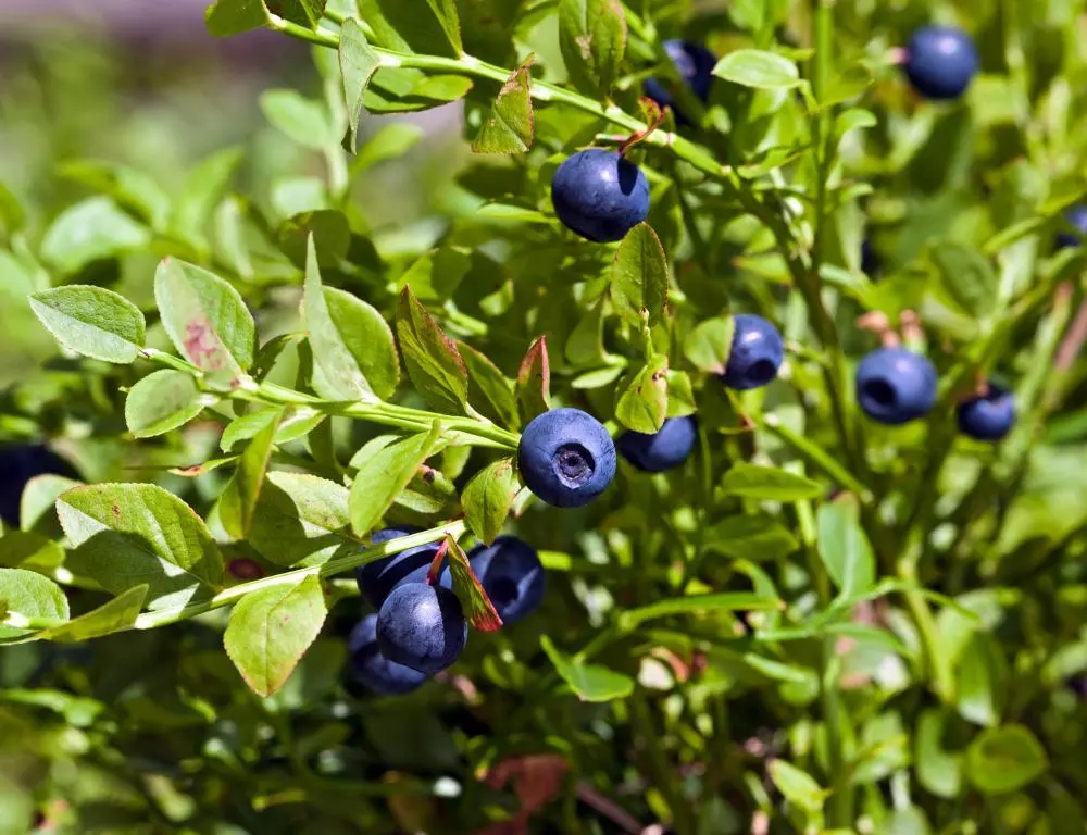 Close-up of ripe blueberries growing on a green shrub in sunlight