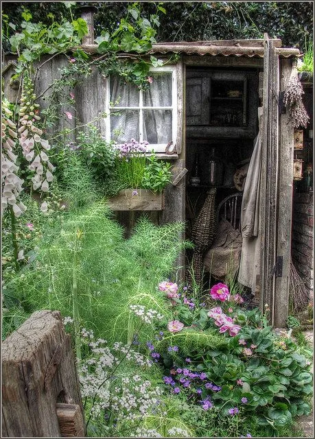 A weathered wooden garden shed with a window and lace curtain, surrounded by lush green plants and pink and purple flowers in warm sunlight