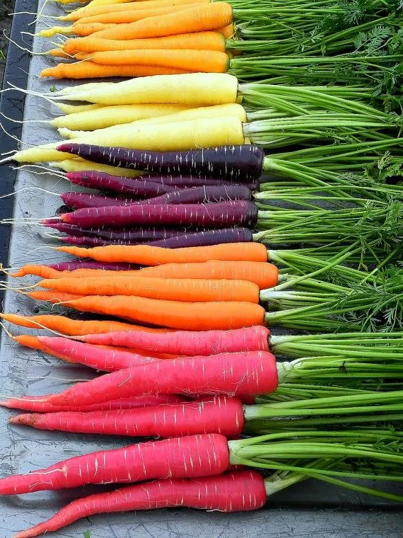 Rows of colorful carrots in orange, yellow, purple, and red with green tops, arranged neatly