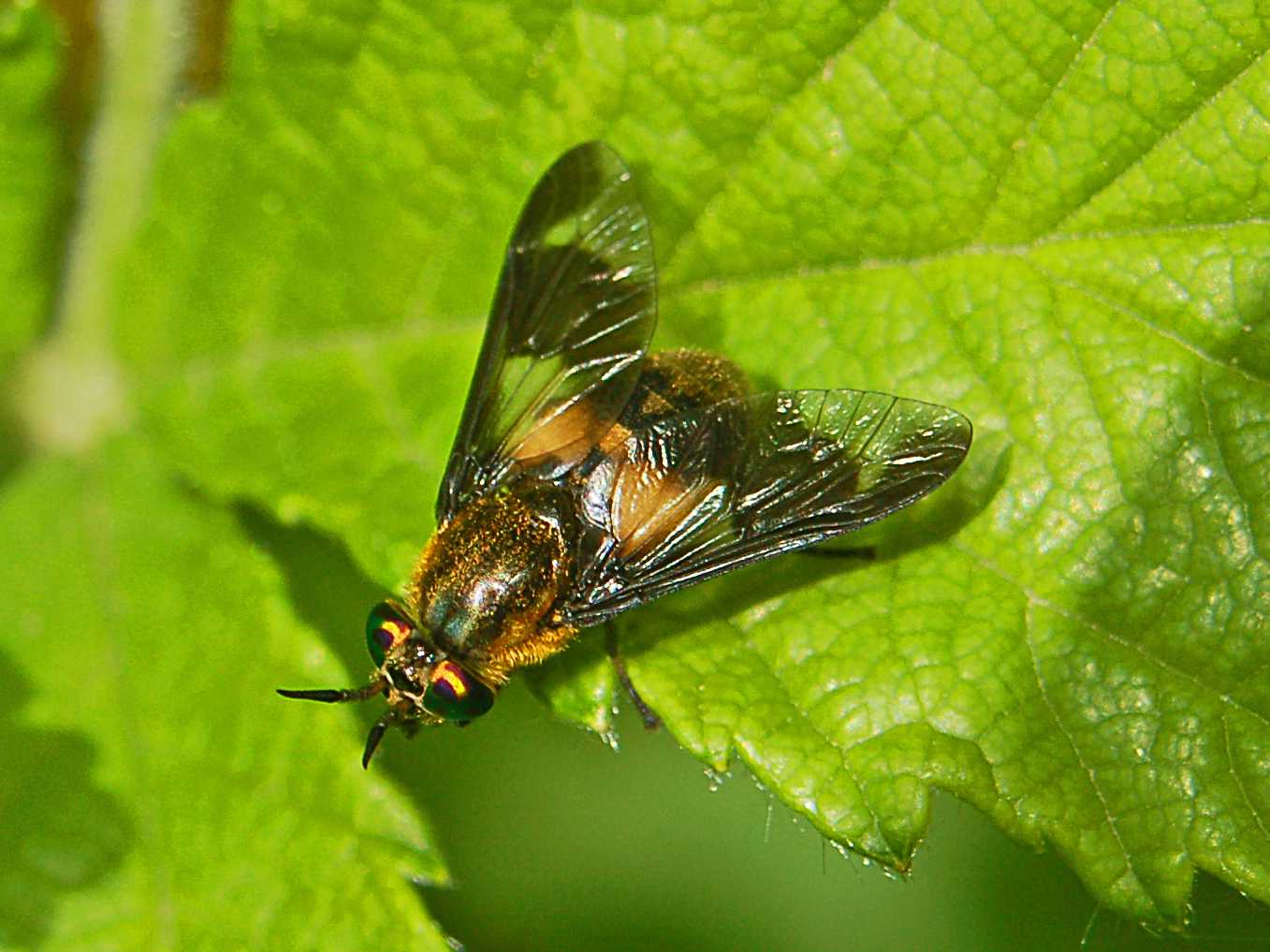 Macro photo of a fly-like insect with iridescent eyes and translucent wings resting on a green leaf, close-up nature shot